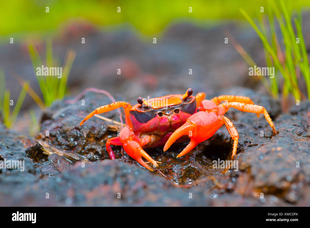 Gubernatoriana thackerayi a newly discovered species of brightly coloured freshwater crabs Satara, Maharashtra, India Stock Photo