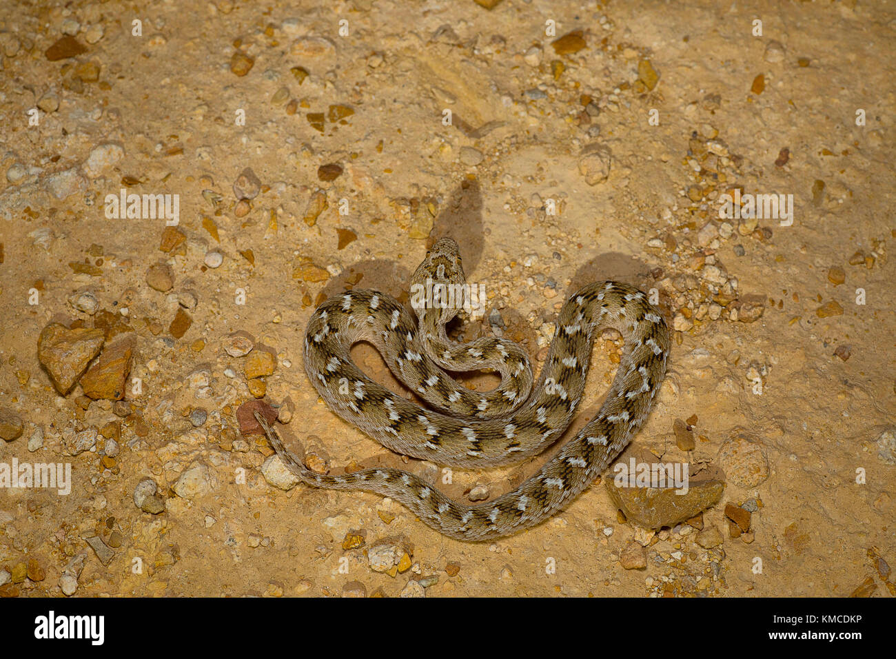 Sochurek's Saw-scaled Viper, Echis Carinatus Sochureki Desert National Park, Rajasthan, India Stock Photo