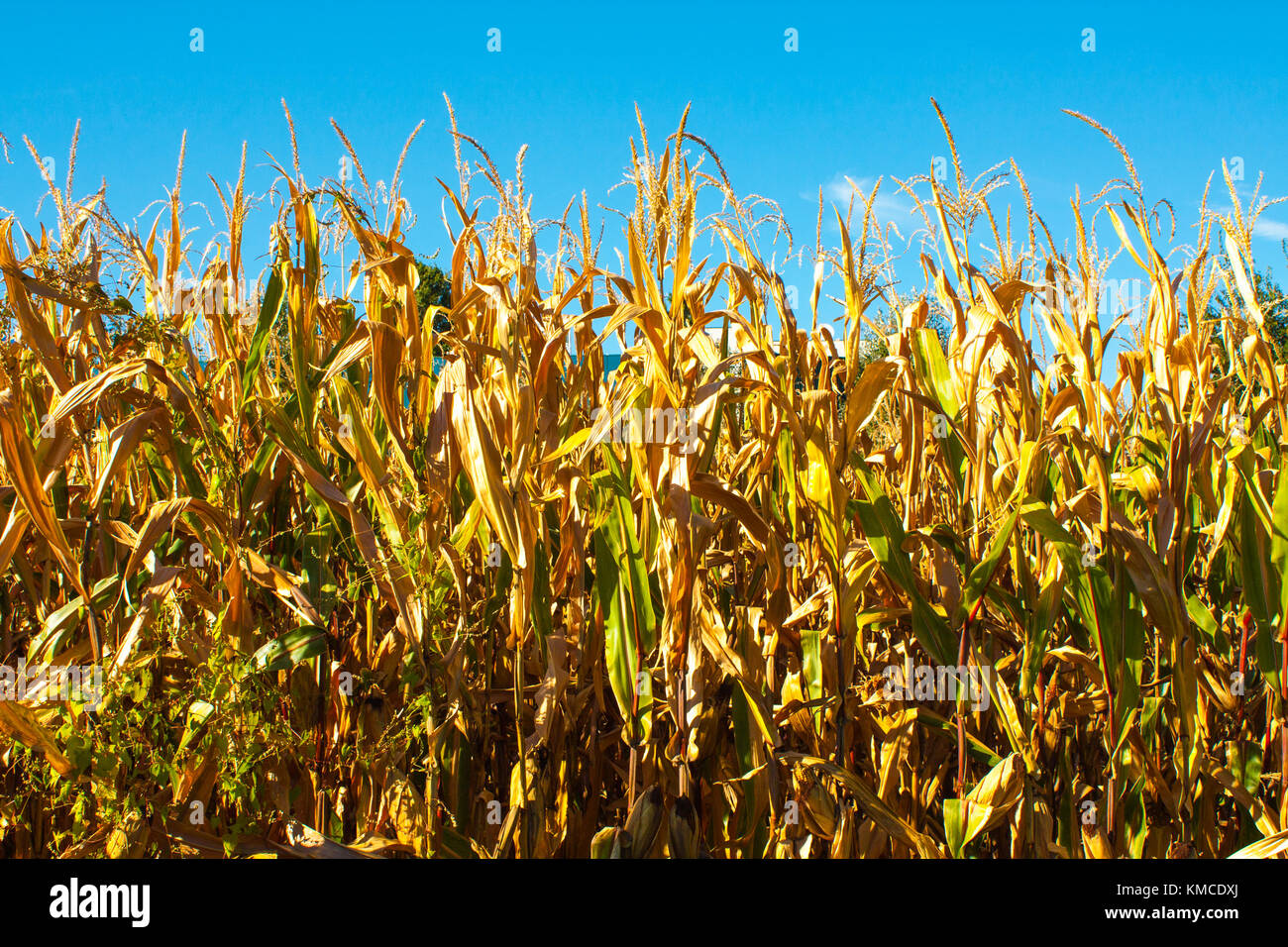 Corn field closeup with with blue background and gold plants Stock ...