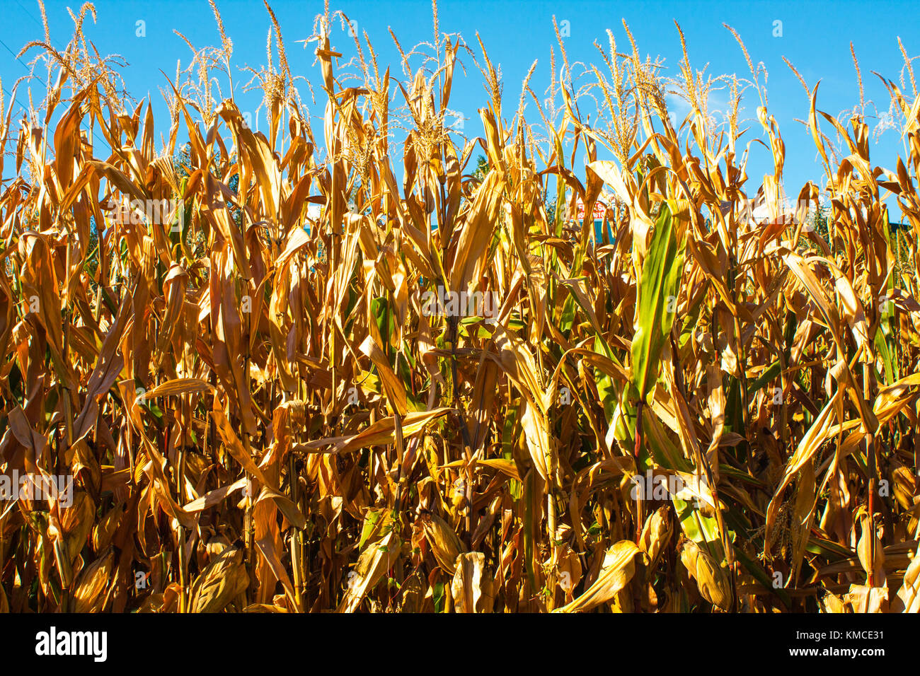 Corn field closeup with with blue background and gold plants Stock ...