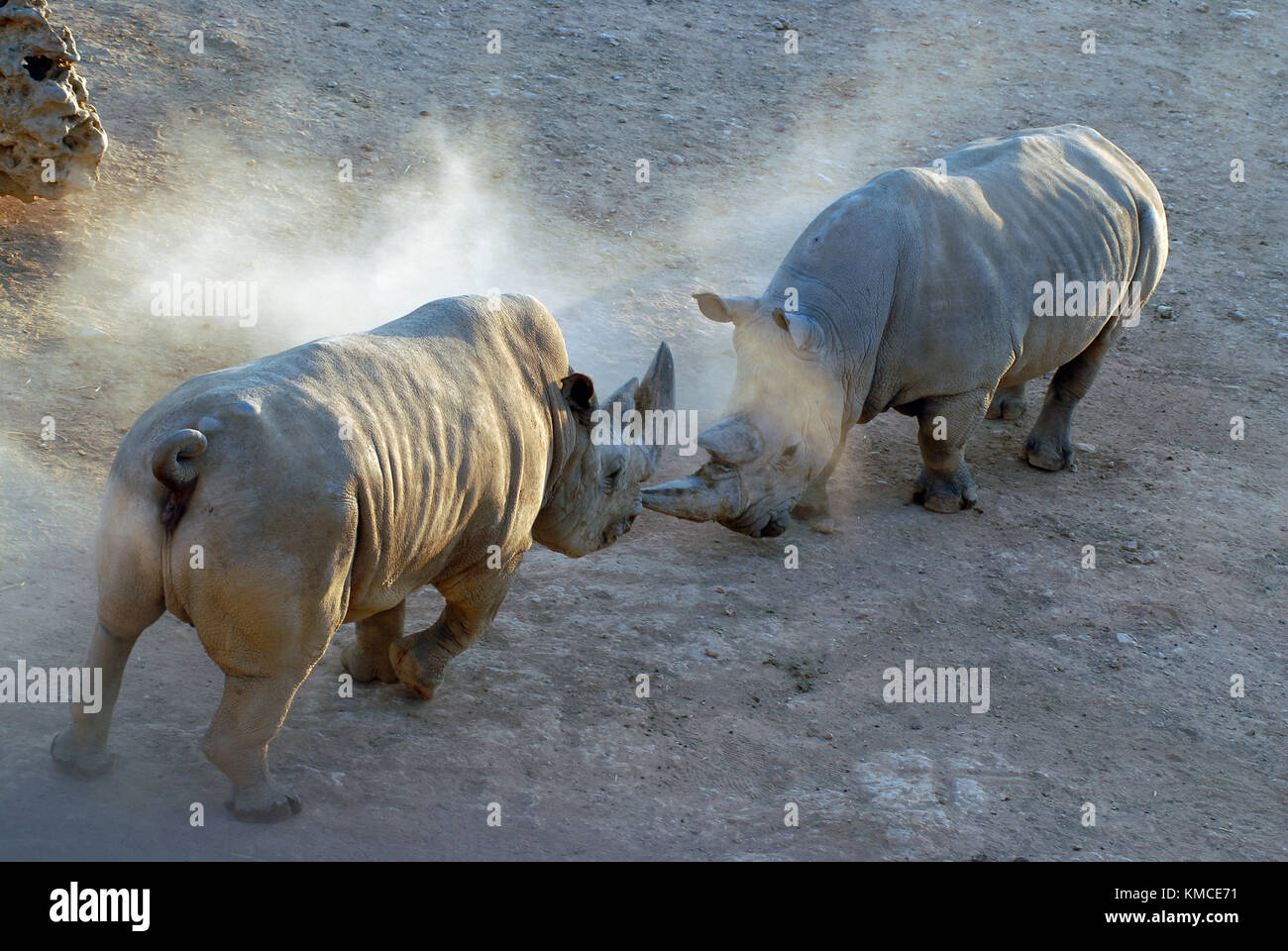 Two rhinos fight among themselves, the battle of huge animals in the