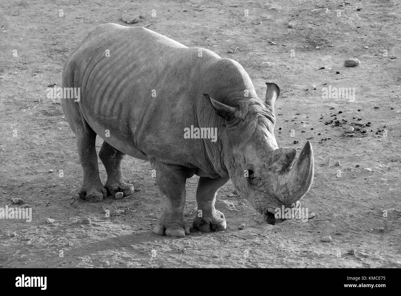 Huge adult rhinoceros with a thick skin and a large horn, a black and white photograph. Stock Photo