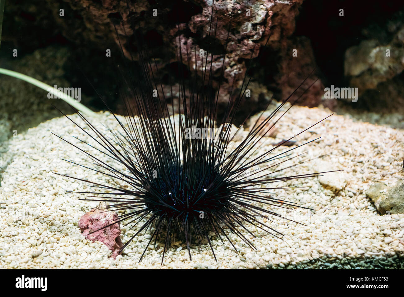 Sea Urchin Or Urchin Or Sea Hedgehog Diadema Setosum Swimming