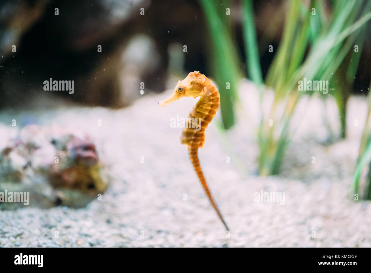 Long-snouted Seahorse Hippocampus Guttulatus Swimming In Aquarium. Stock Photo
