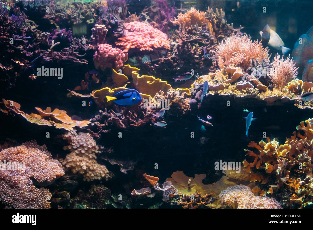 Blue tang fish hi-res stock photography and images - Alamy