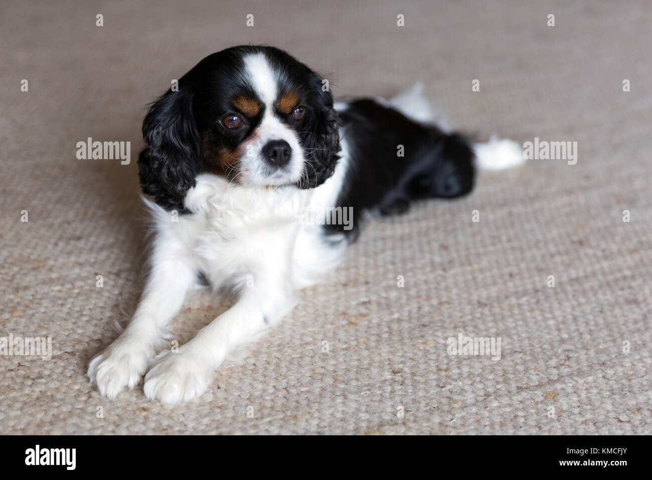 Cute dog lying on the floor and relaxing Stock Photo - Alamy