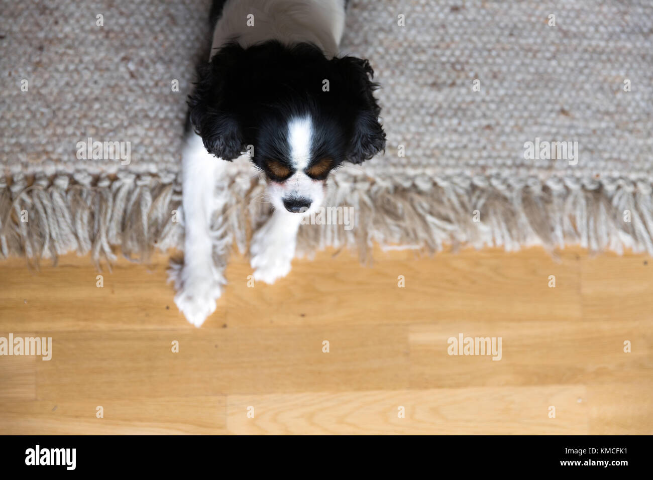 Cute dog lying on the floor and relaxing Stock Photo - Alamy