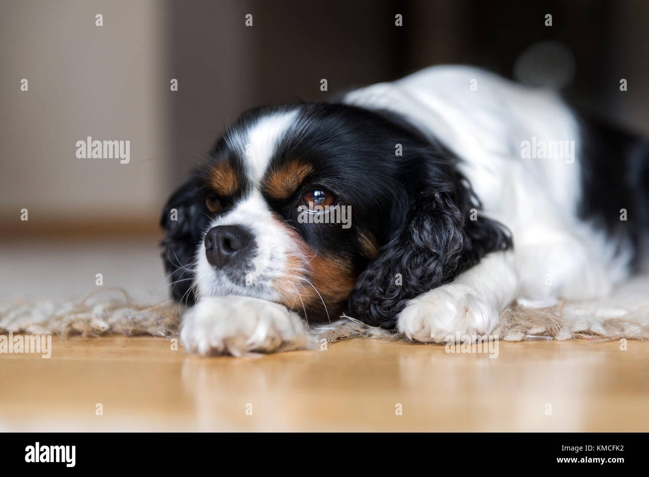 Cute dog lying on the floor and relaxing Stock Photo - Alamy