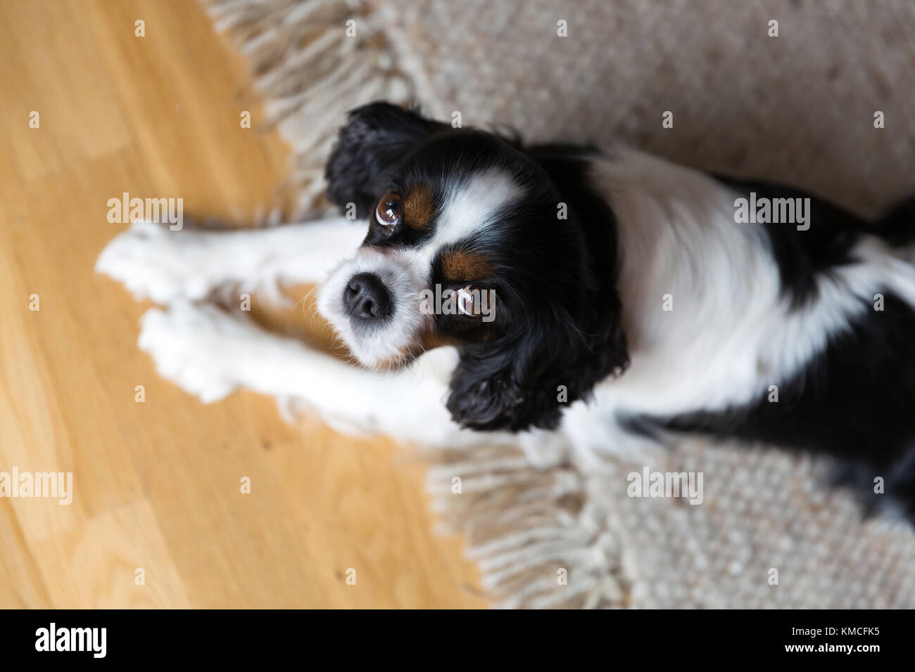 Cute dog lying on the floor, lookig up Stock Photo - Alamy
