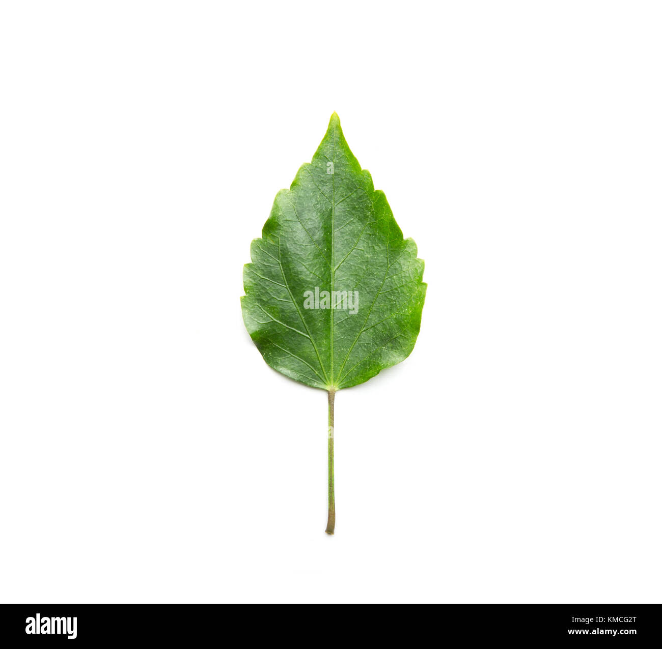Green leaf isolated on white background. Flat lay Stock Photo - Alamy