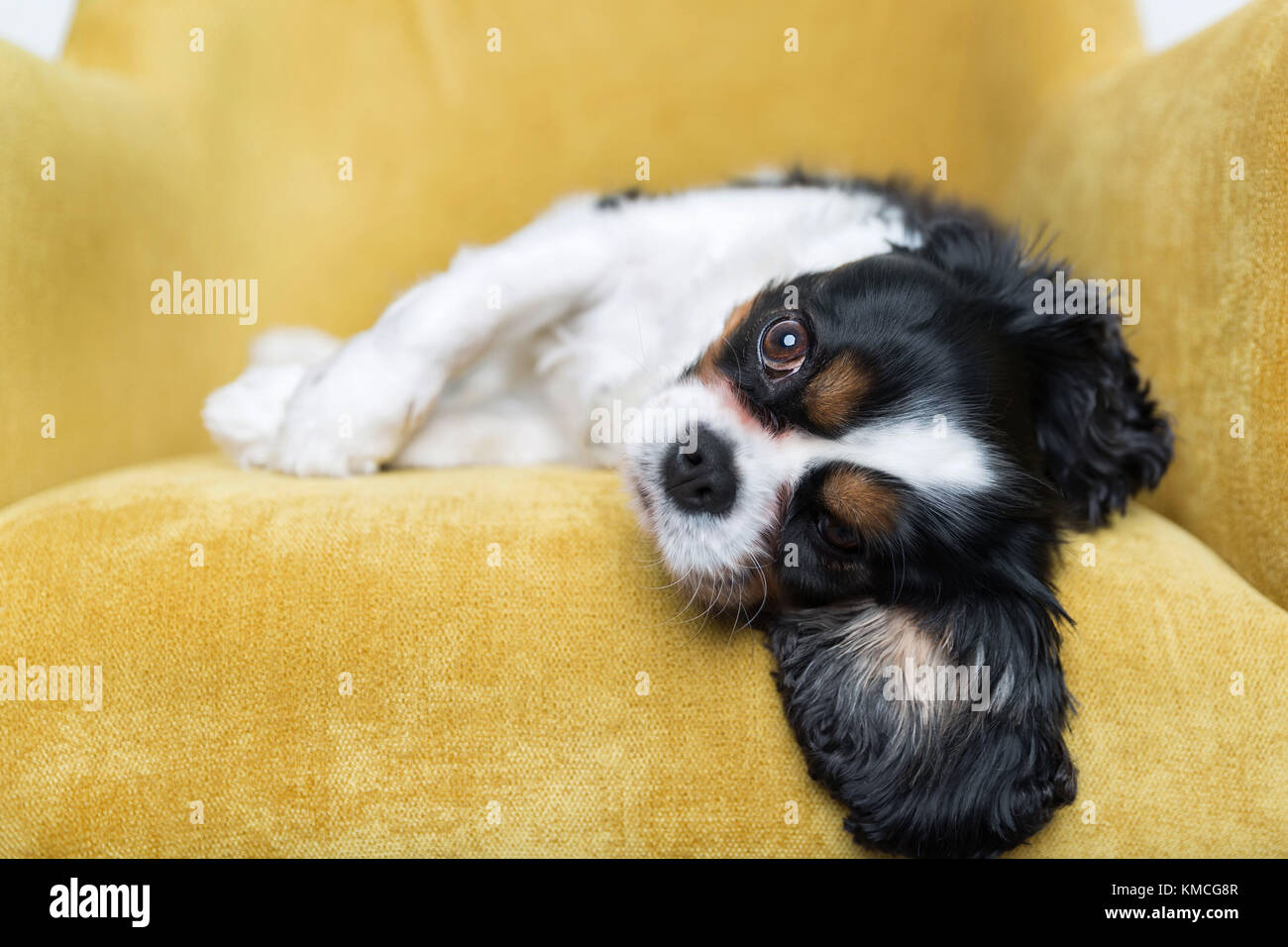 Cute dog resting on yellow sofa Stock Photo