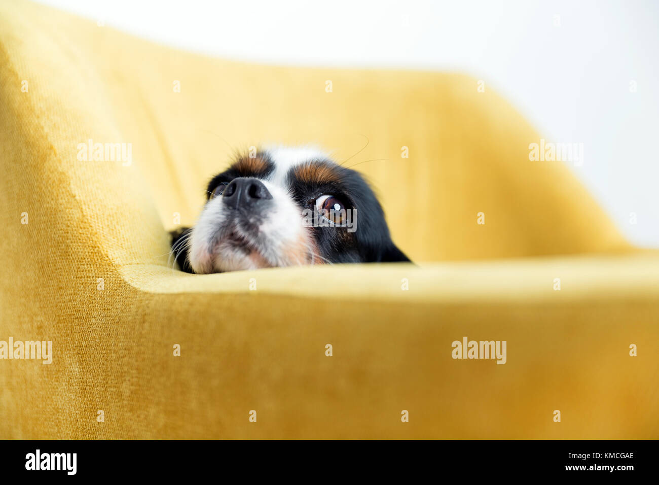 Cute dog leans head on the armchair Stock Photo Alamy