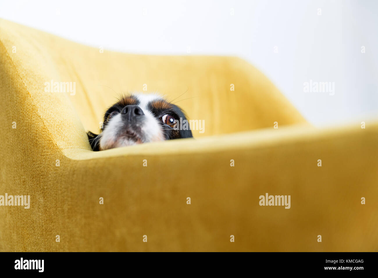 Cute dog leans head on the armchair Stock Photo Alamy
