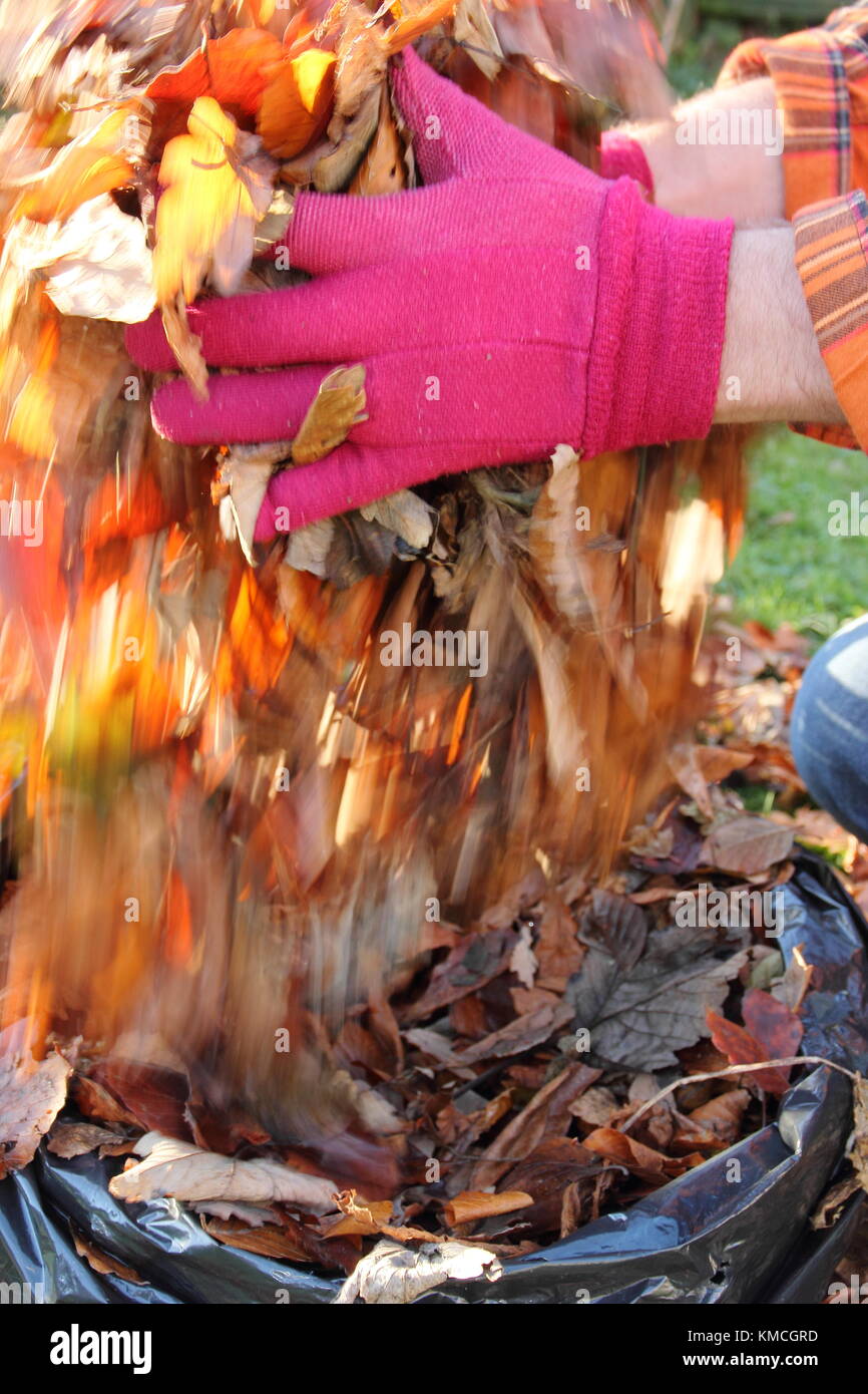 Autumn leaves are gathered into a black plastic bag to make leaf mould by the process of rotting down during over-winter storage in an English garden Stock Photo