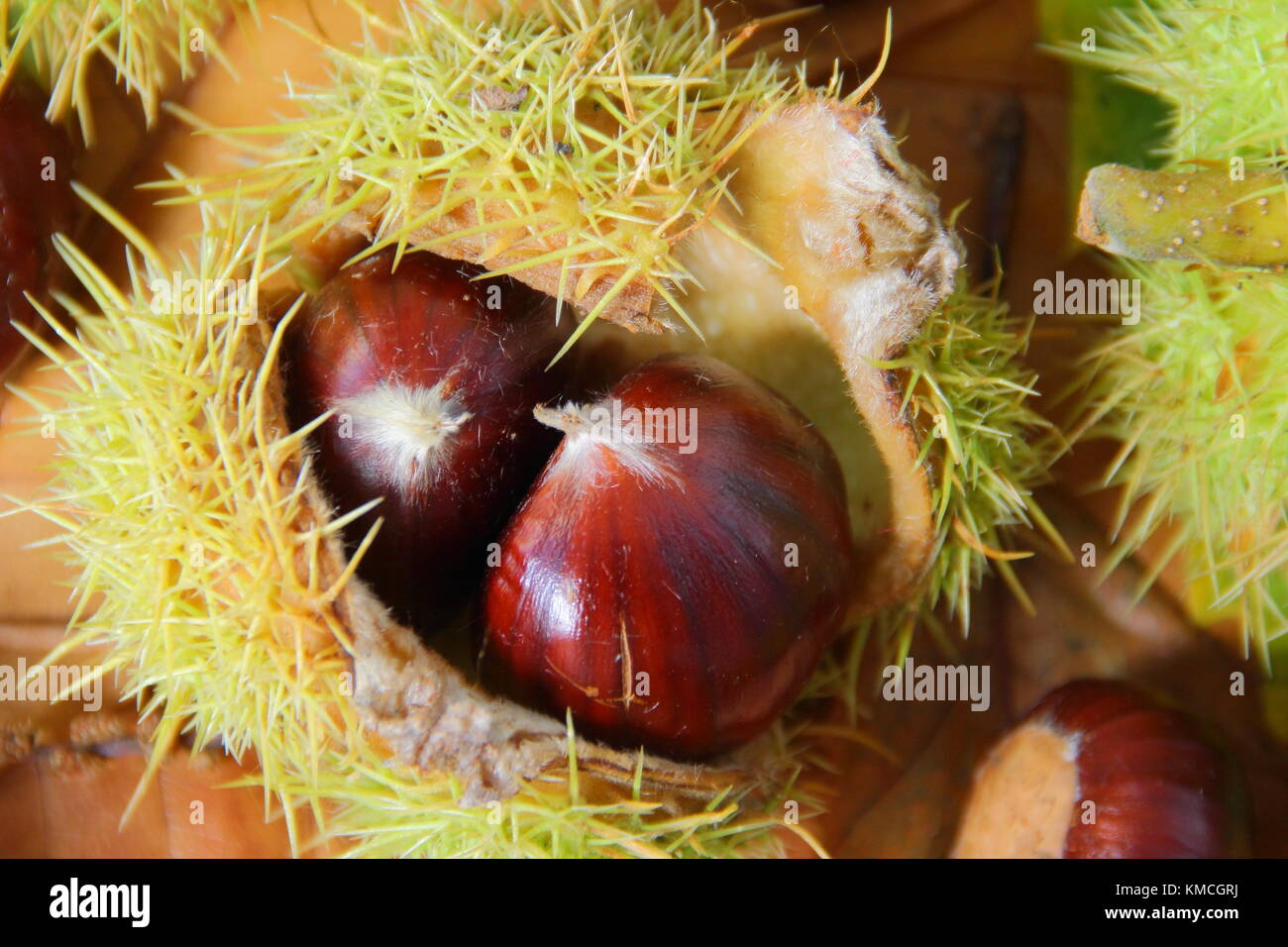 Fallen sweet chestnuts (Castanea sativa), some encased in their spiny case, and foliage on an English woodland floor in autumn (November) Yorkshire UK Stock Photo