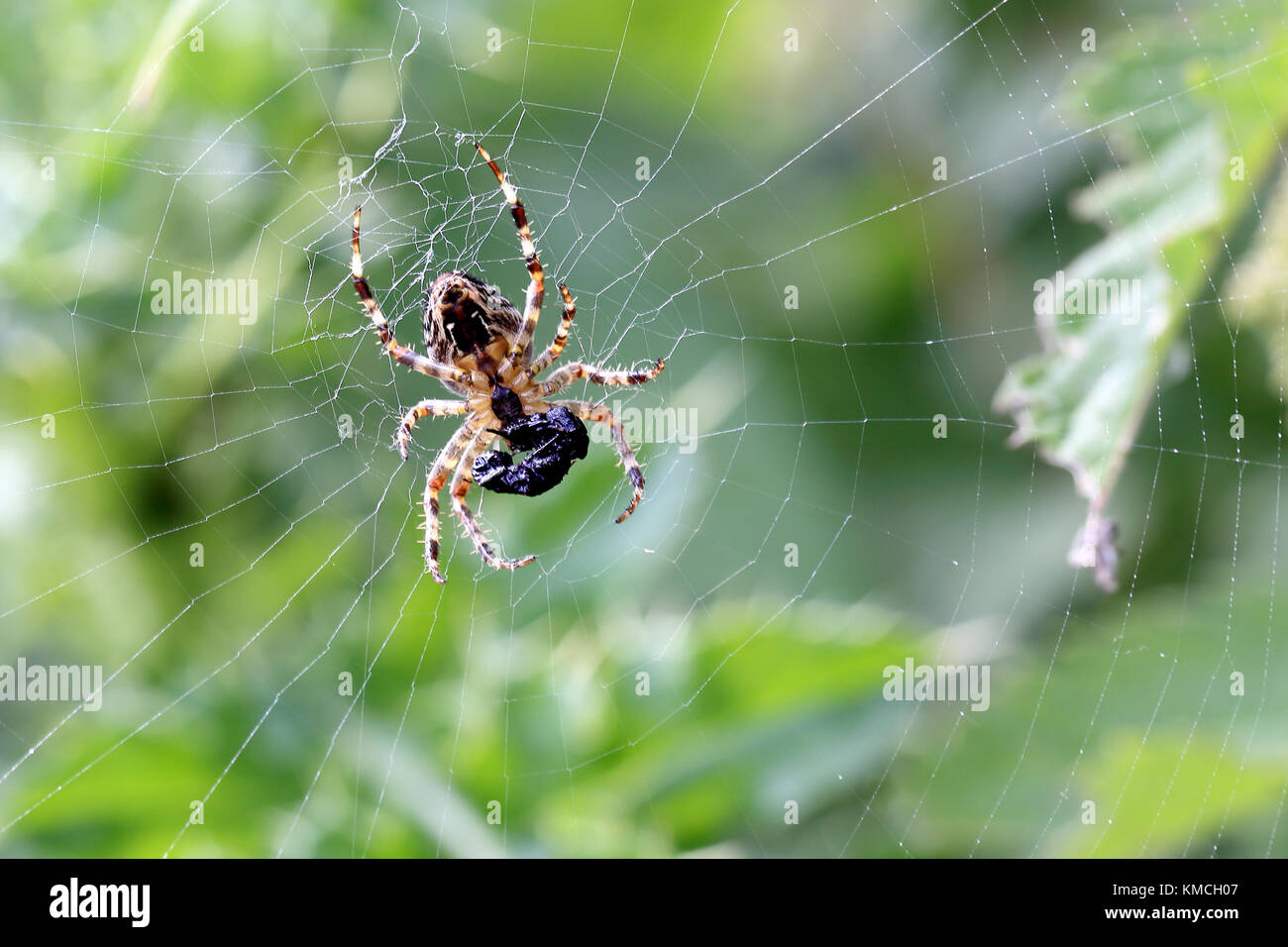 A Common Orb Weaver Spider (Metellina sp) in the centre of it's web with a packaged prey item, Norfolk, UK. Stock Photo