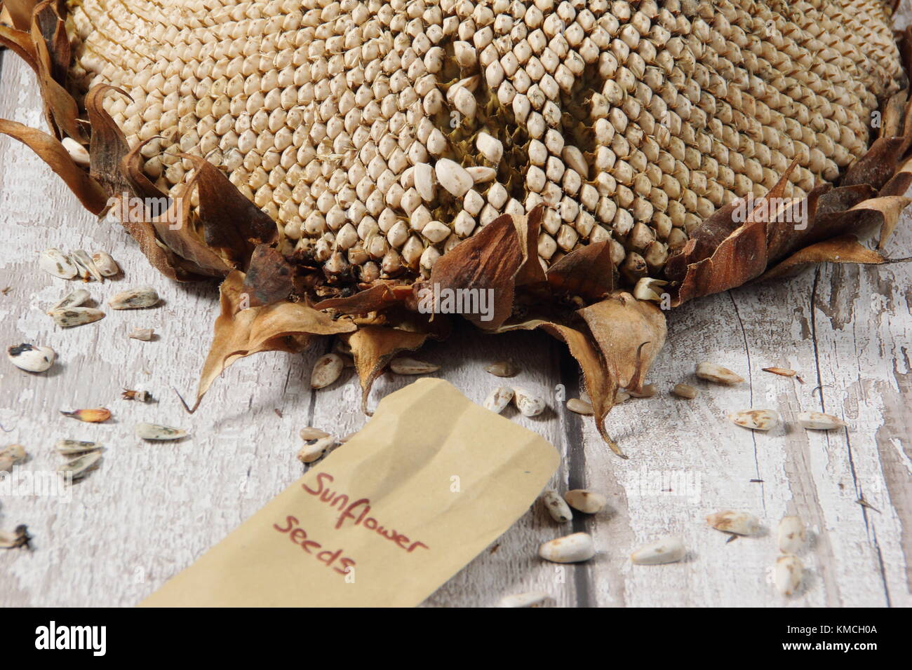 Helanthus annuus russian giant hires stock photography and images Alamy