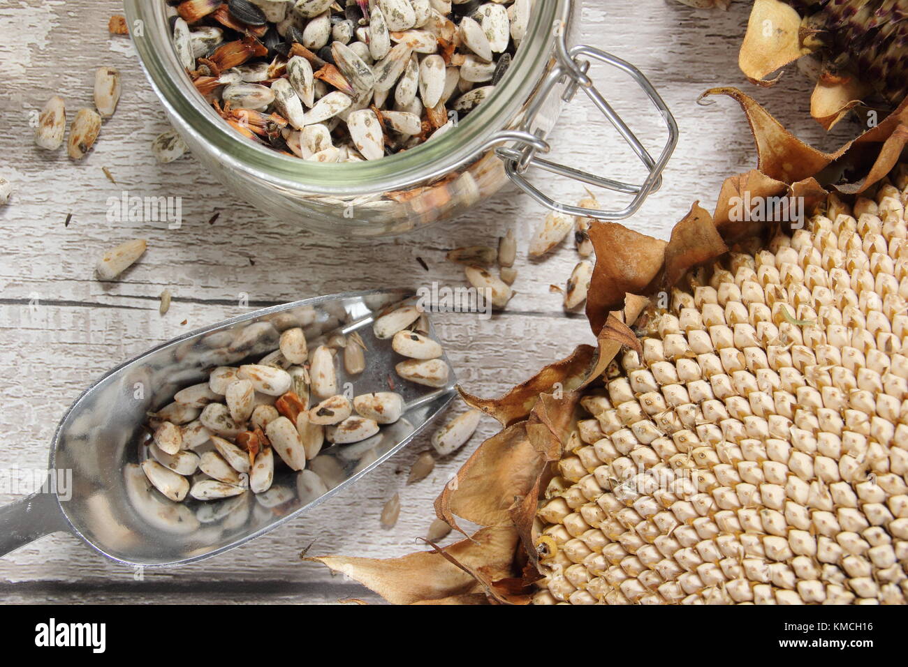 Sunflower seeds are harvested from the dried head of Helianthus 'Russian Giant' sunflower, some for re-planting and some for  bird food, UK Stock Photo