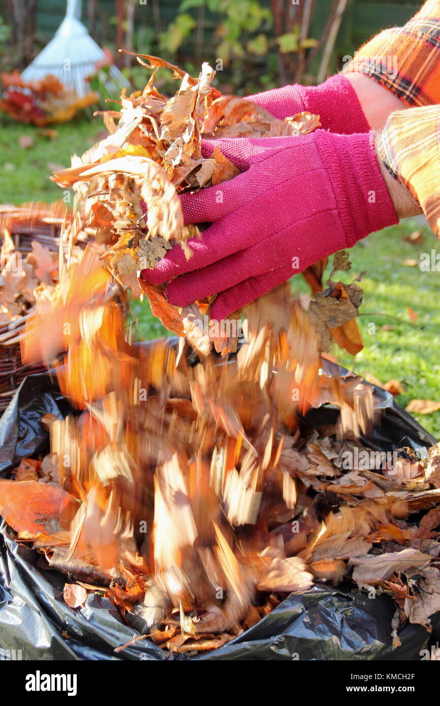 Autumn leaves are gathered into a black plastic bag to make leaf mould by the process of rotting down during over-winter storage in an English garden Stock Photo