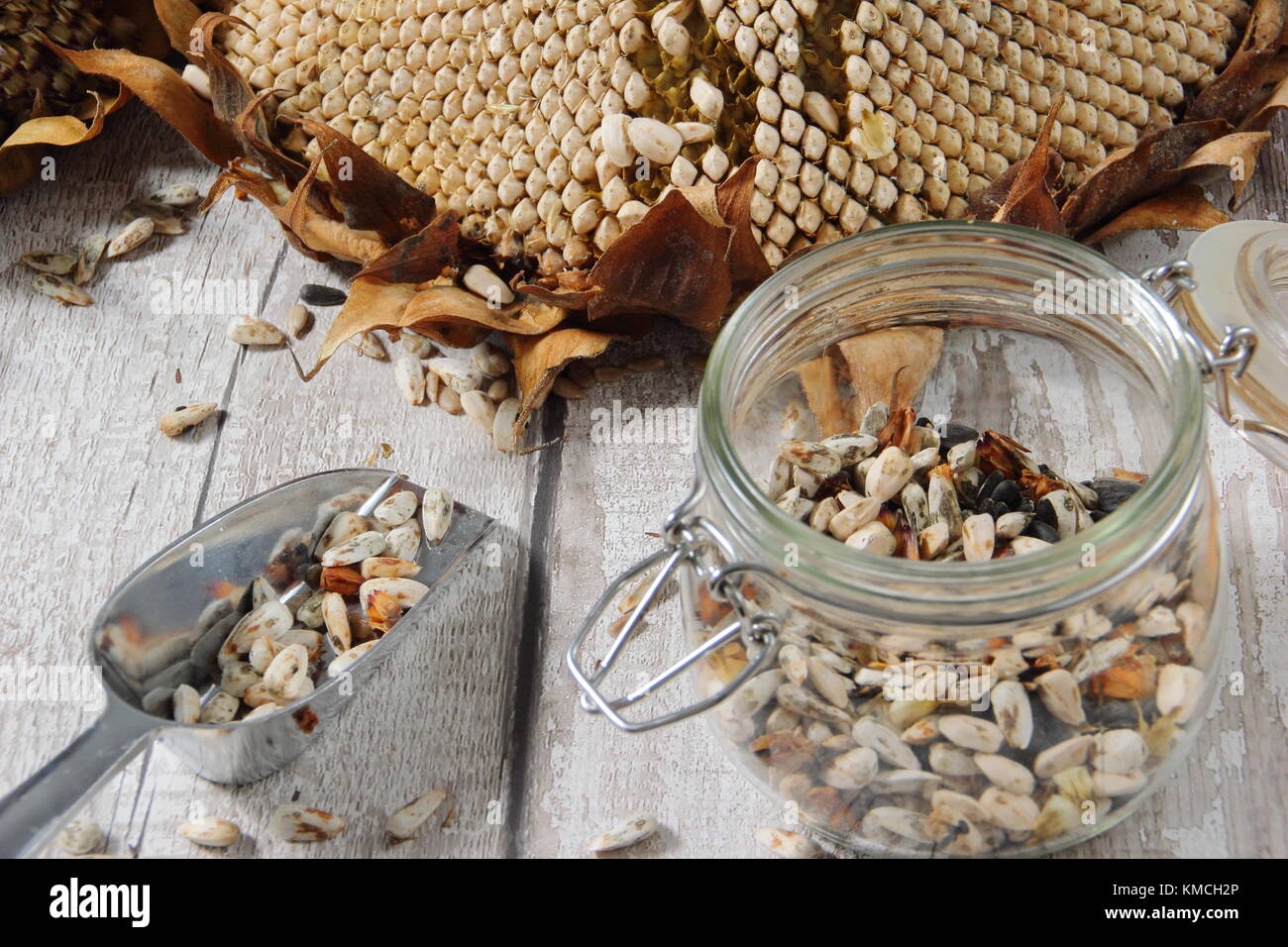Sunflower seeds are harvested from dried Helianthus 'Russian Giant