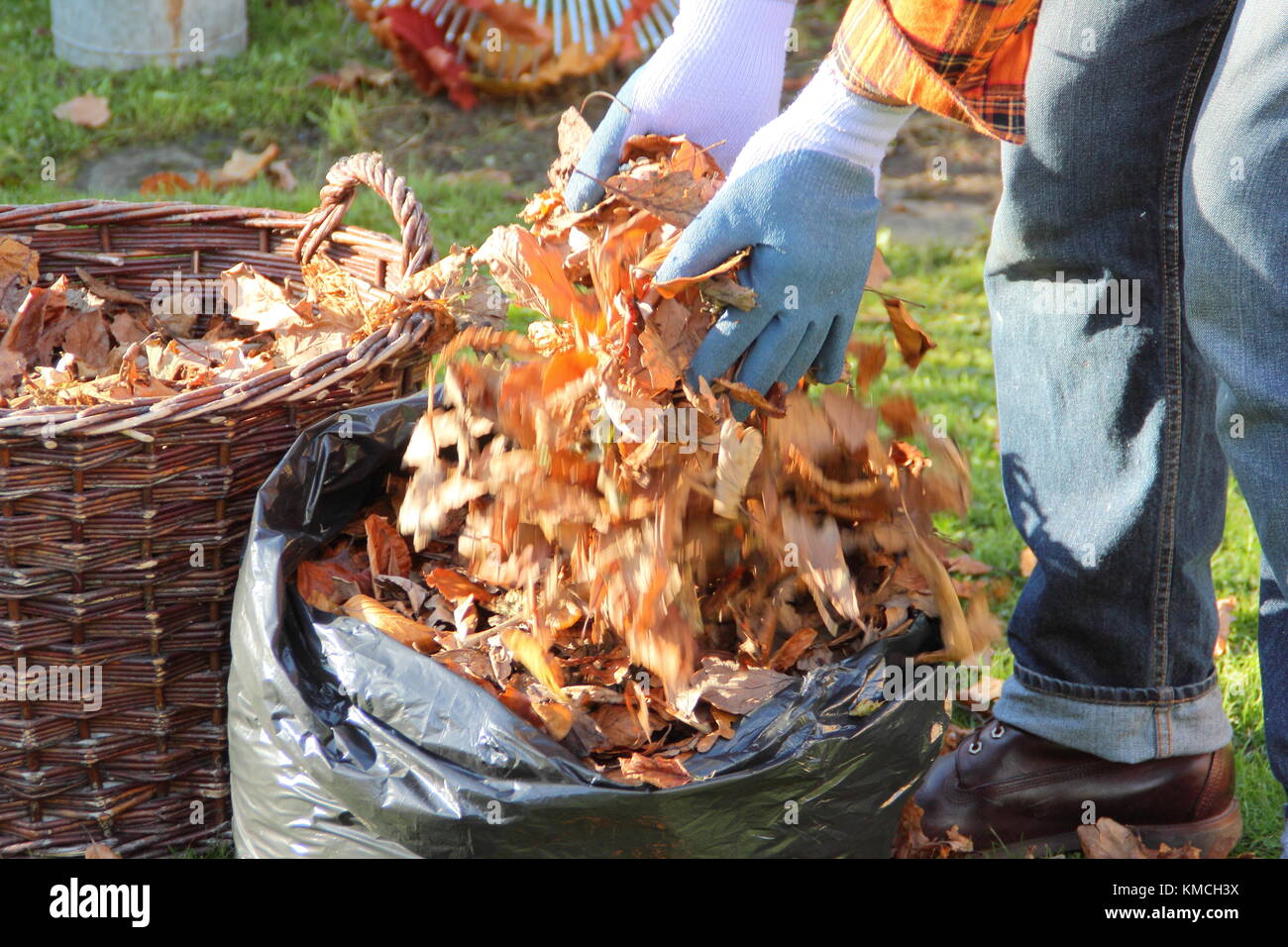 Autumn leaves are gathered into a black plastic bag to make leaf mould by the process of rotting down during over-winter storage in an English garden Stock Photo