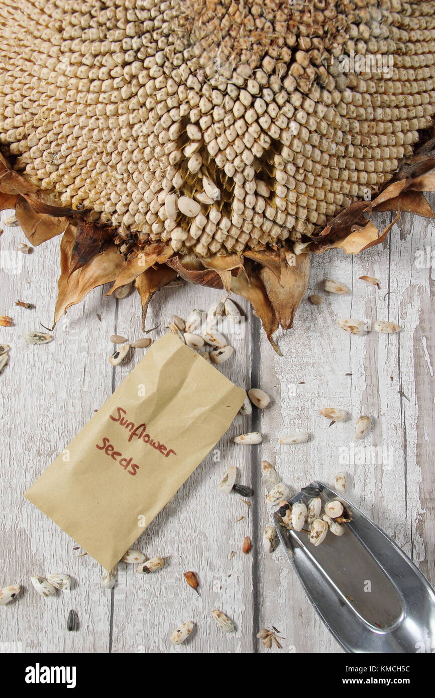 Russian giant sunflower hires stock photography and images Alamy