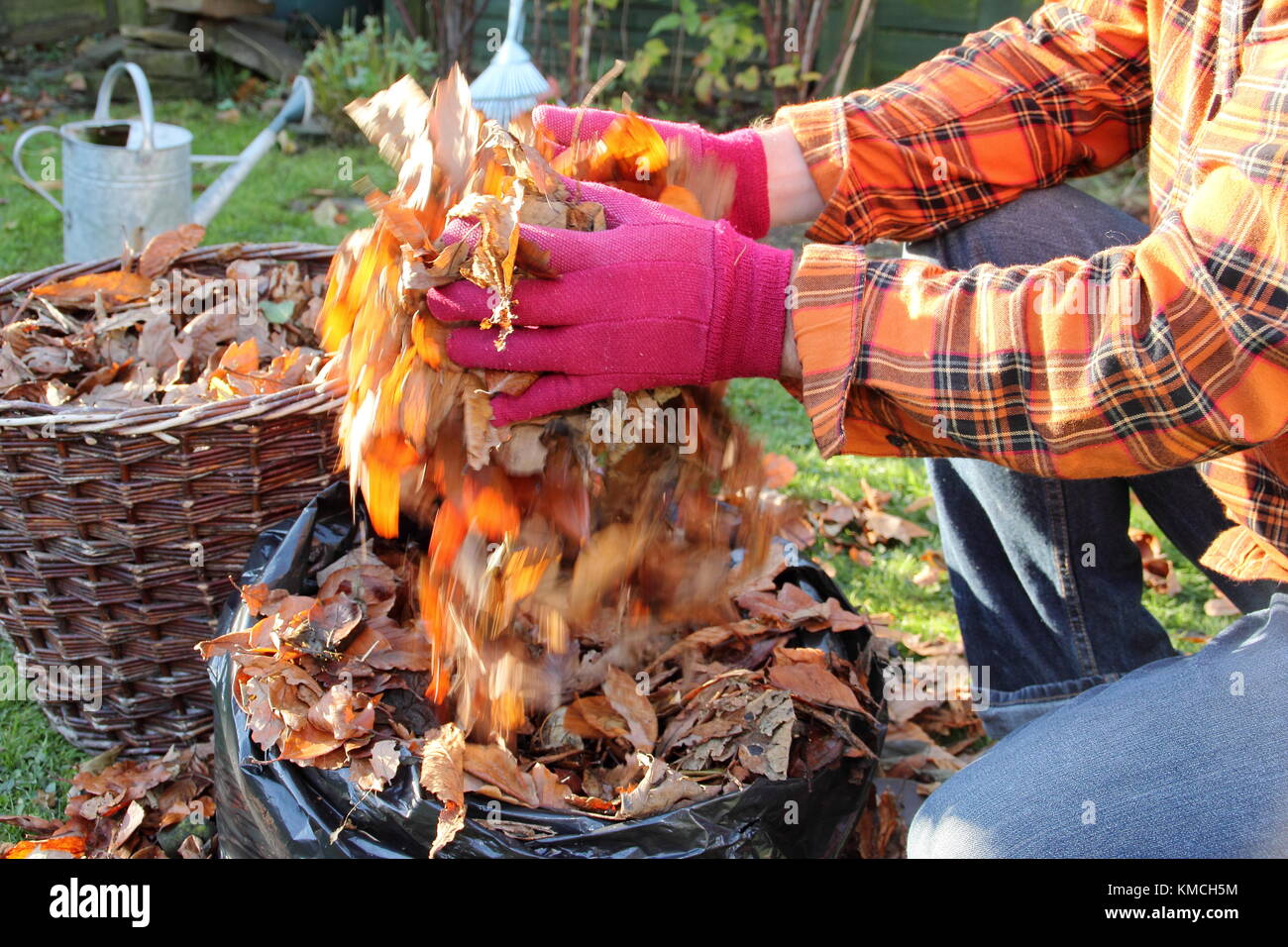 Autumn leaves are gathered into a black plastic bag to make leaf mould by the process of rotting down during over-winter storage in an English garden Stock Photo