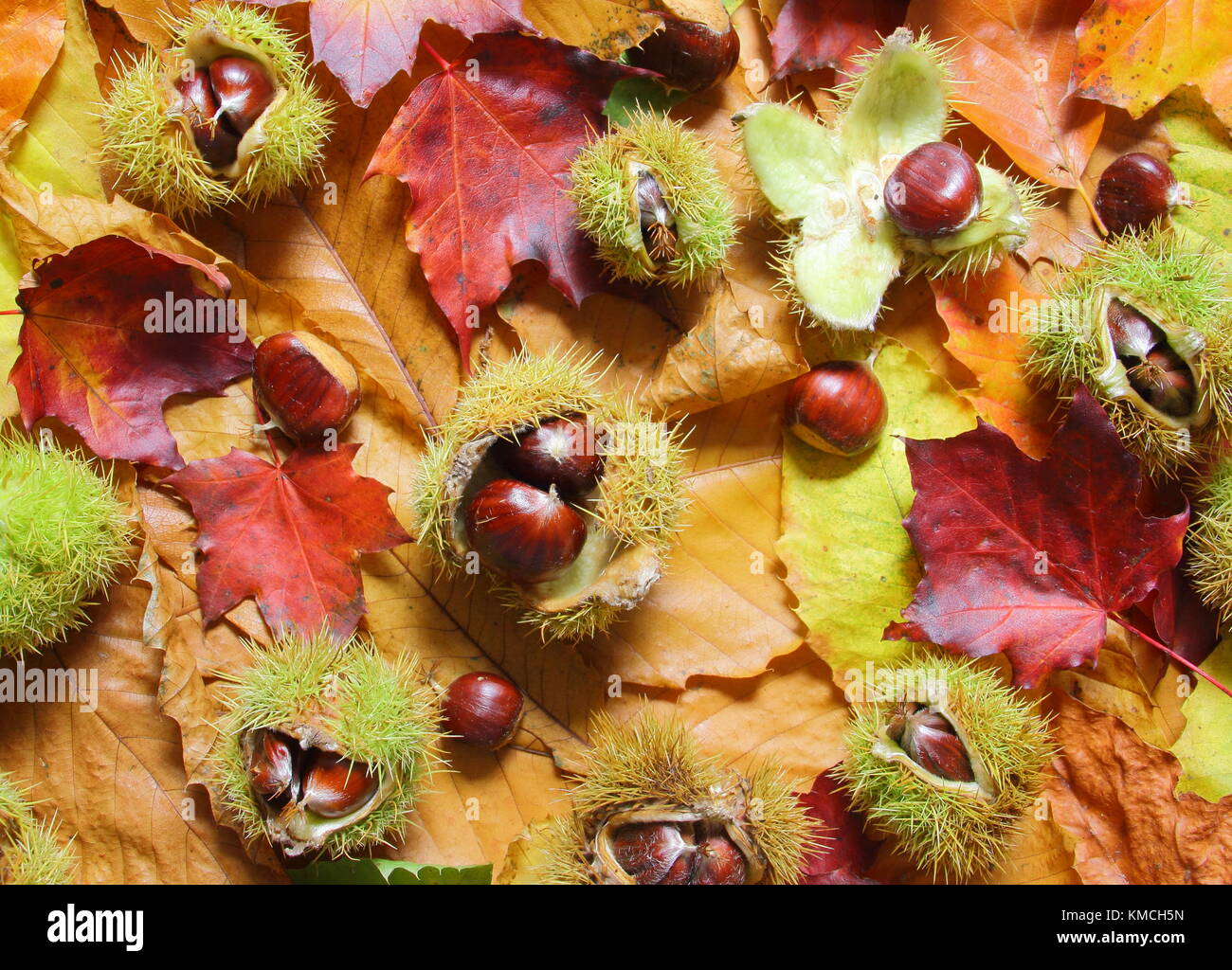 Fallen sweet chestnuts (Castanea sativa), some encased in their spiny cases on foliage  in autumn (November) Yorkshire UK Stock Photo