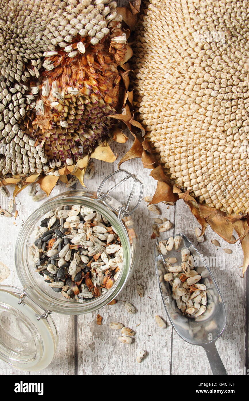 Seeds are harvested from dried sunflower seedheads 'Helianthus 'Russian Giant', for re-planting and autumn/winter bird food, UK Stock Photo