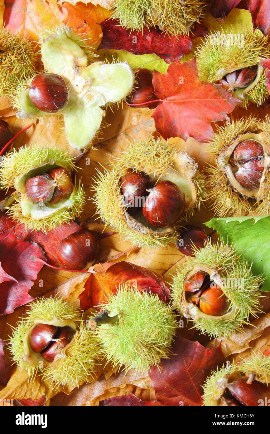 Fallen sweet chestnuts (Castanea sativa), some encased in their spiny case, and foliage on an English woodland floor in autumn (November) Yorkshire UK Stock Photo
