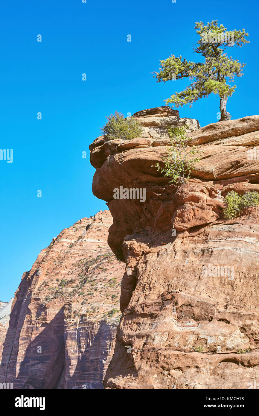 Lonely tree on the top of a mountain, the Zion National Park, Utah, USA. Stock Photo