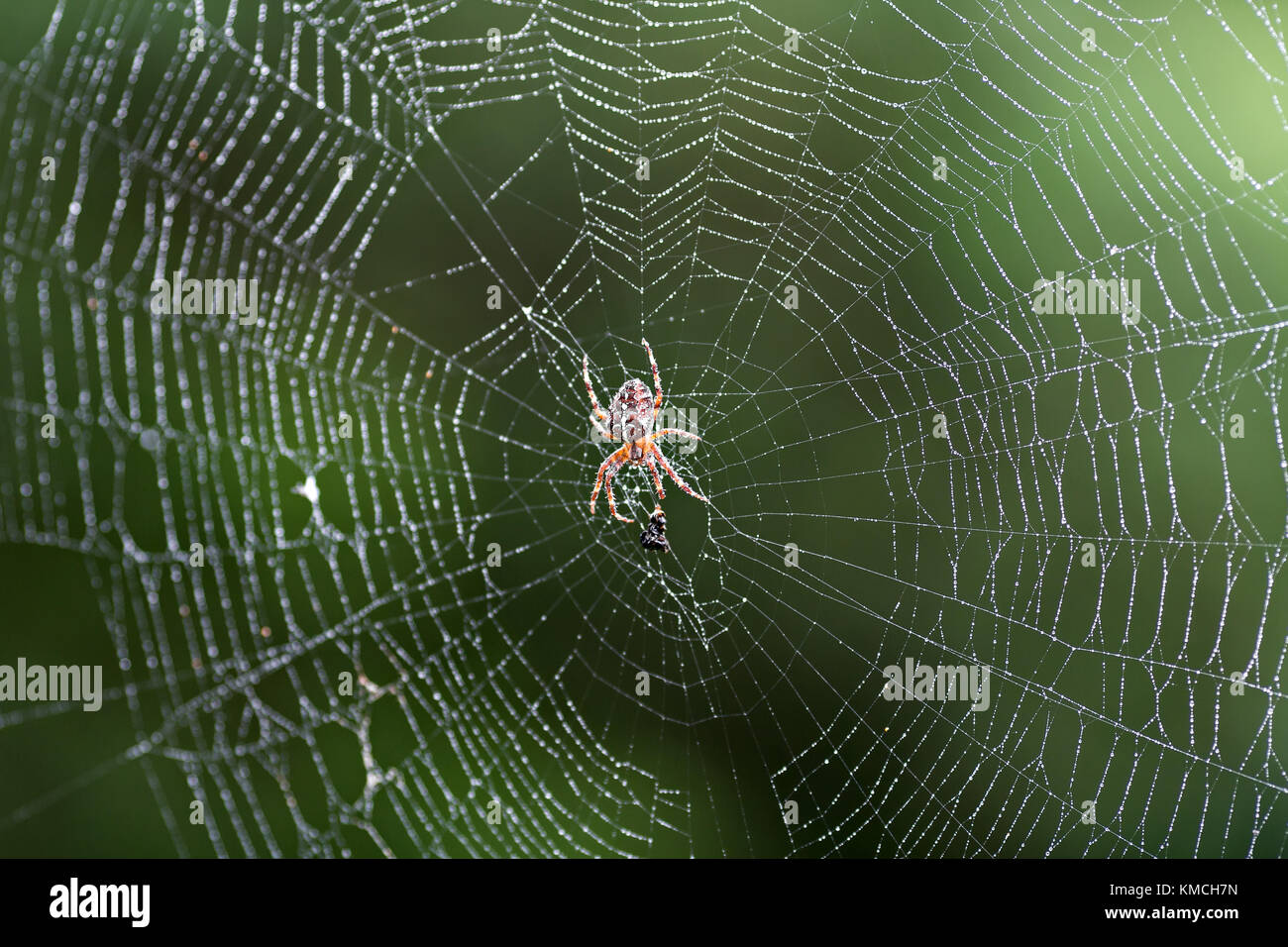 Spider on the web waiting for prey Stock Photo - Alamy