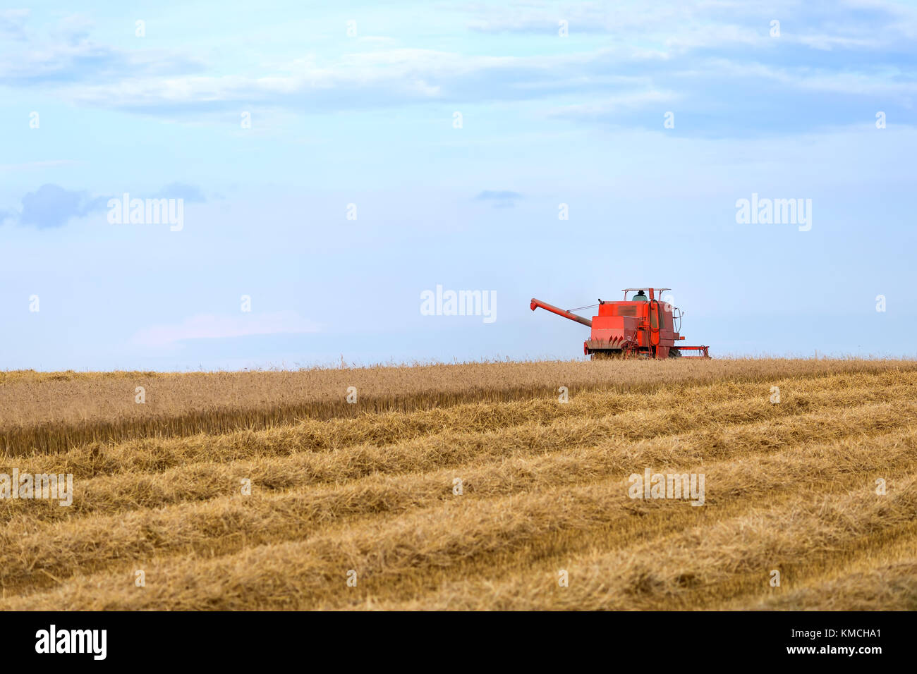 Red combine harvesting the field under the blue sky Stock Photo - Alamy