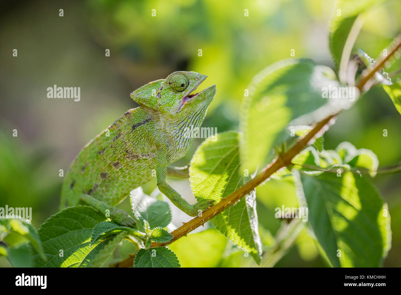 Europaeisches Chamaeleon ,Chamaeleo chamaeleon, Common Chameleon Stock Photo