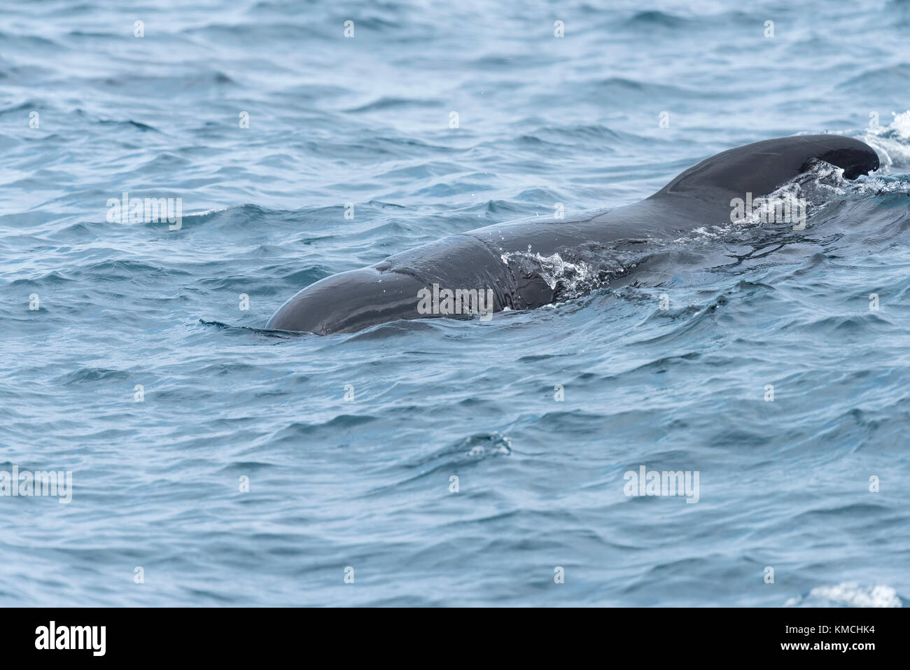 Gewoehnlicher Grindwal,Globicephala melas, Long-Finned Pilot Whale Stock Photo
