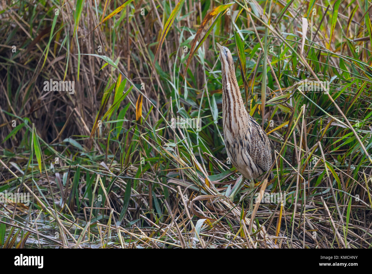 Botaurus stellaris hi-res stock photography and images - Alamy