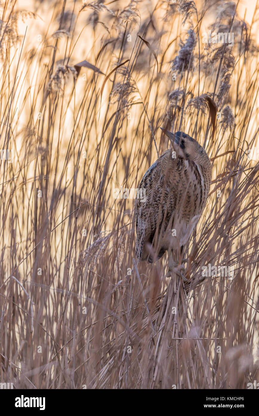 Rohrdommel, Botaurus stellaris, European Bittern Stock Photo - Alamy