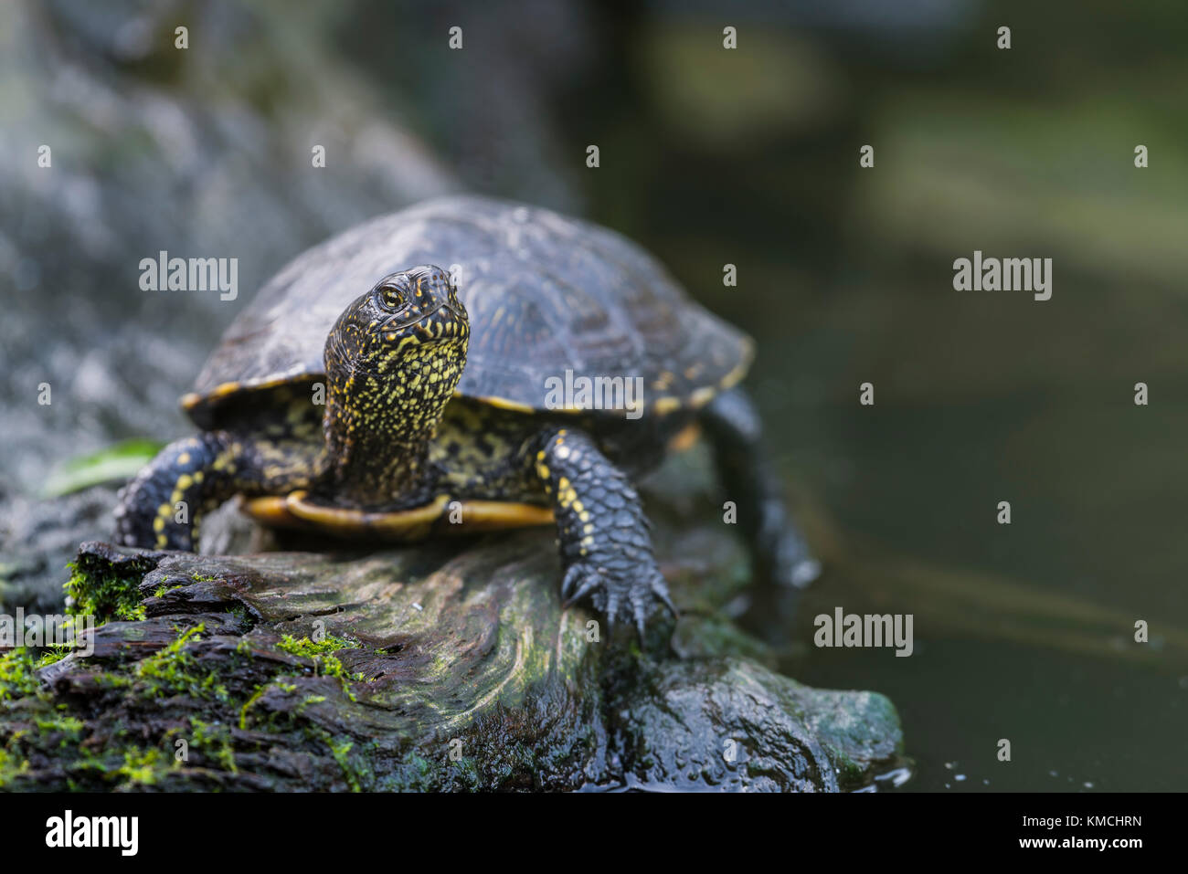 Europaeische Sumpfschildkroete, Emys orbicularis, European pond turtle Stock Photo