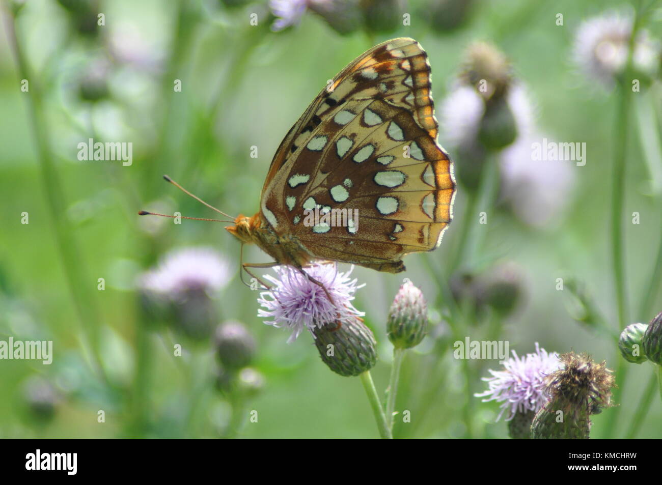Butterfly Feeding on Flower Stock Photo
