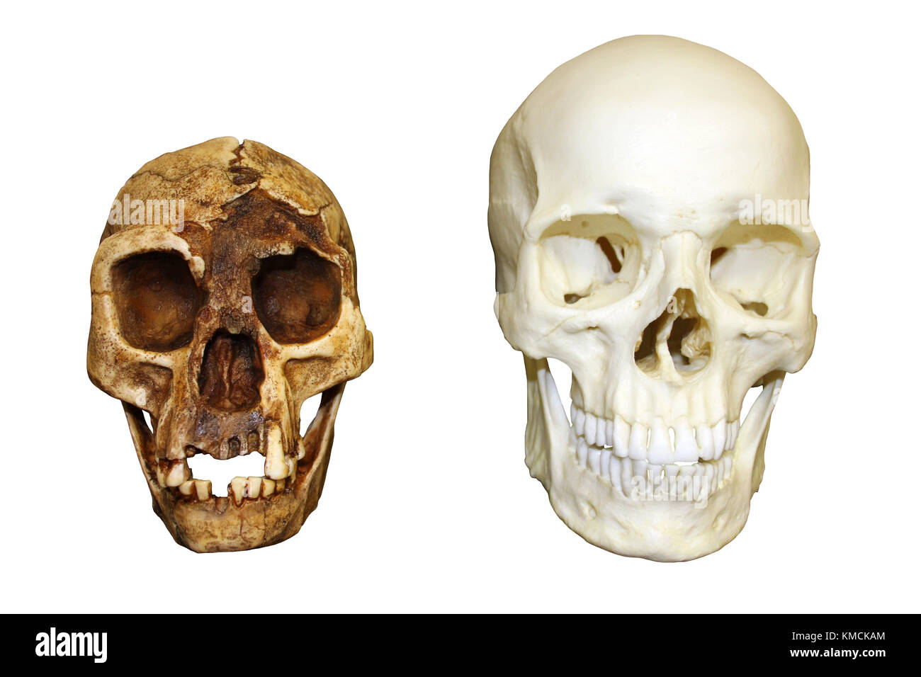 'The Hobbit' Homo floresiensis vs Homo sapiens Skull Stock Photo