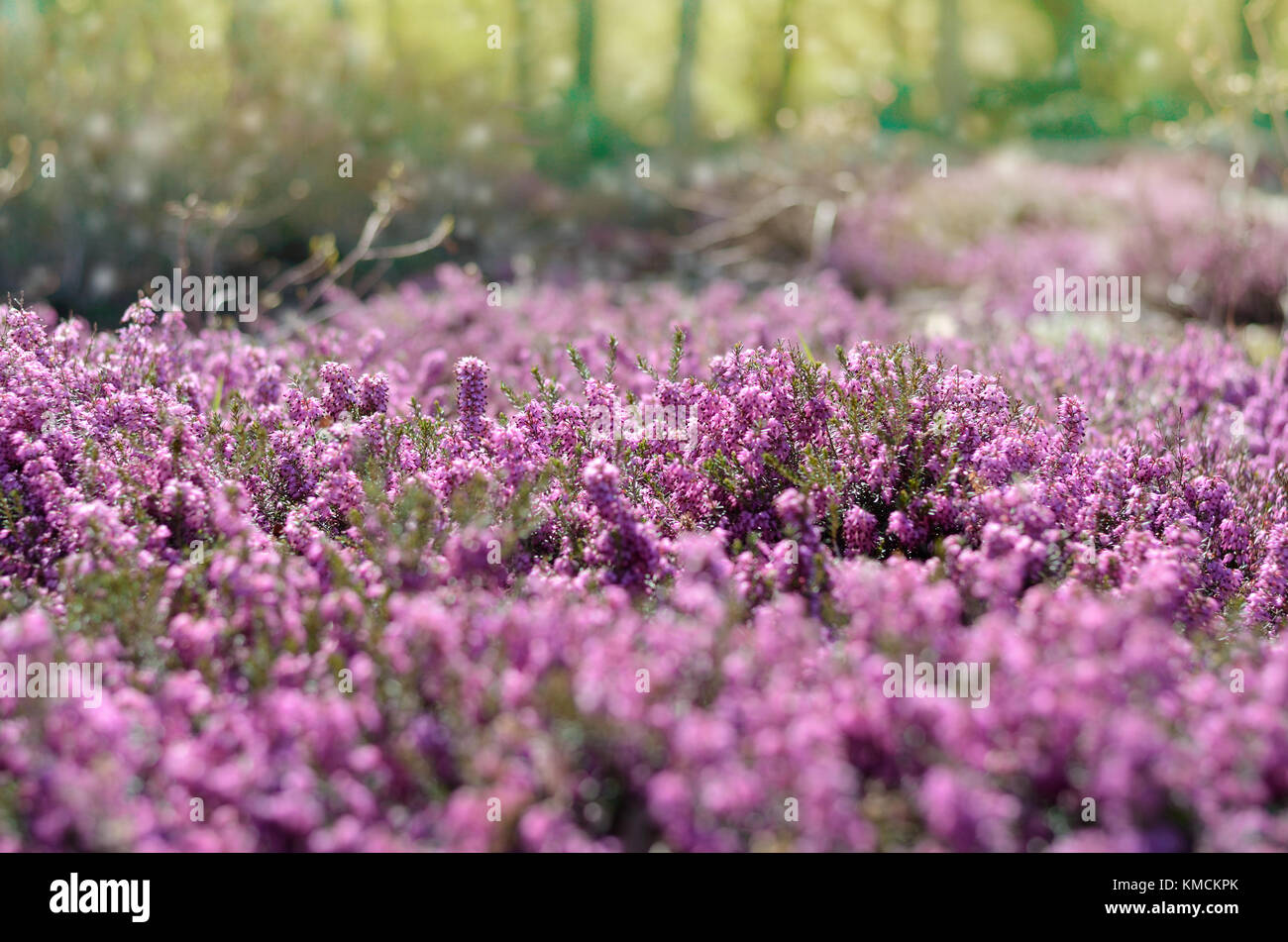 Beautiful purple heather cover in a field full of spring sunlight. Soft focused natural seasonal background Stock Photo