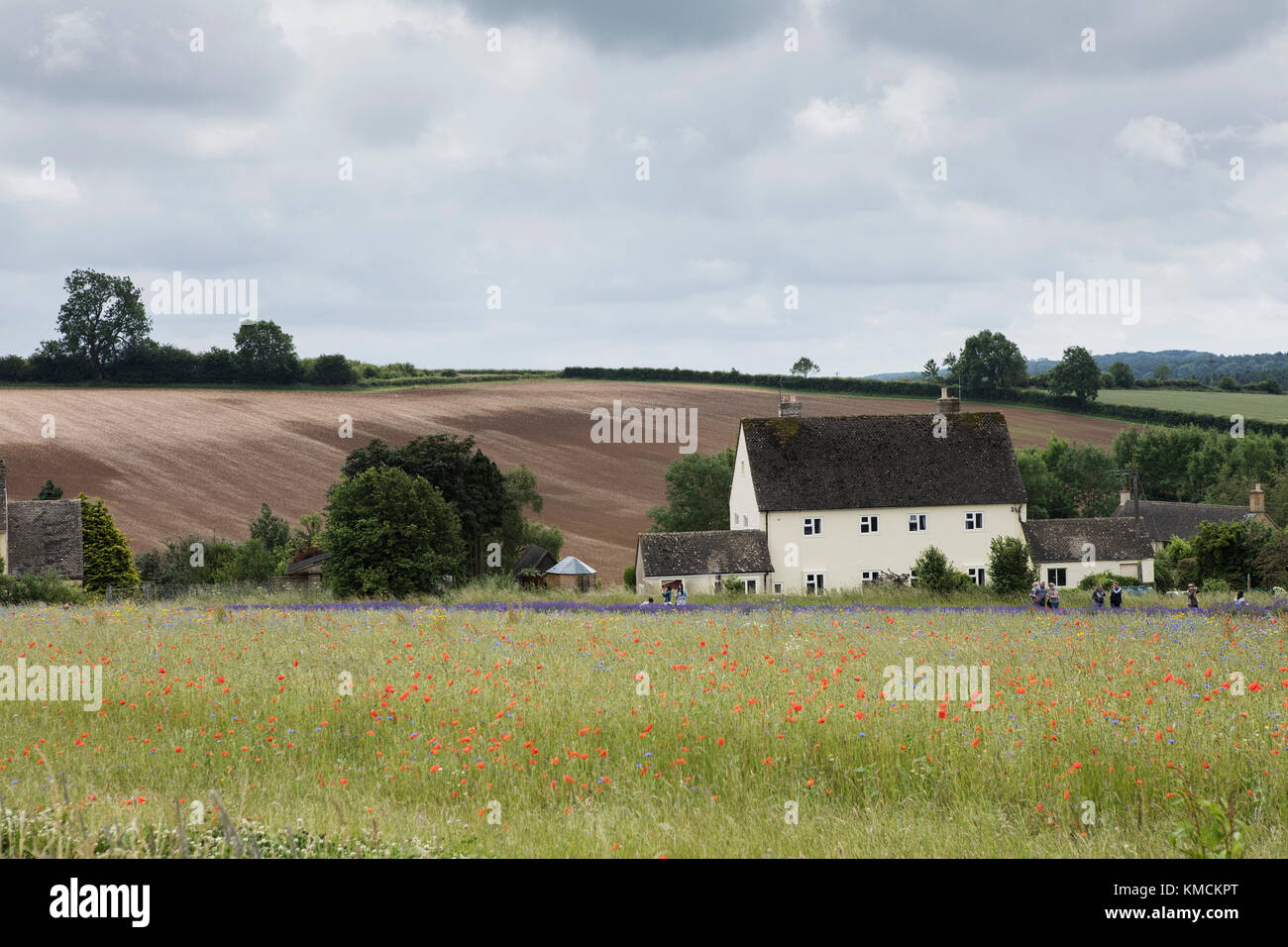 Field poppies and Lavender at Snowshill, Cotswolds, Gloucestershire, England, UK. Stock Photo