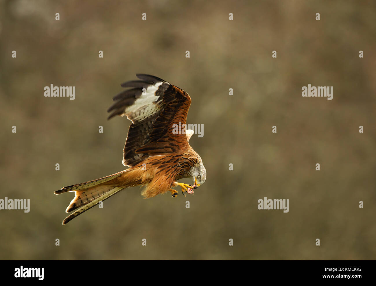Red Kite in flight with food at Gigrin Farm Rhayader Stock Photo