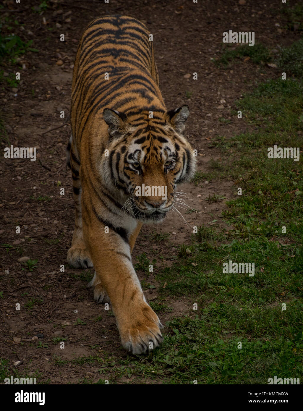 The Angry Tiger Stock Photo
