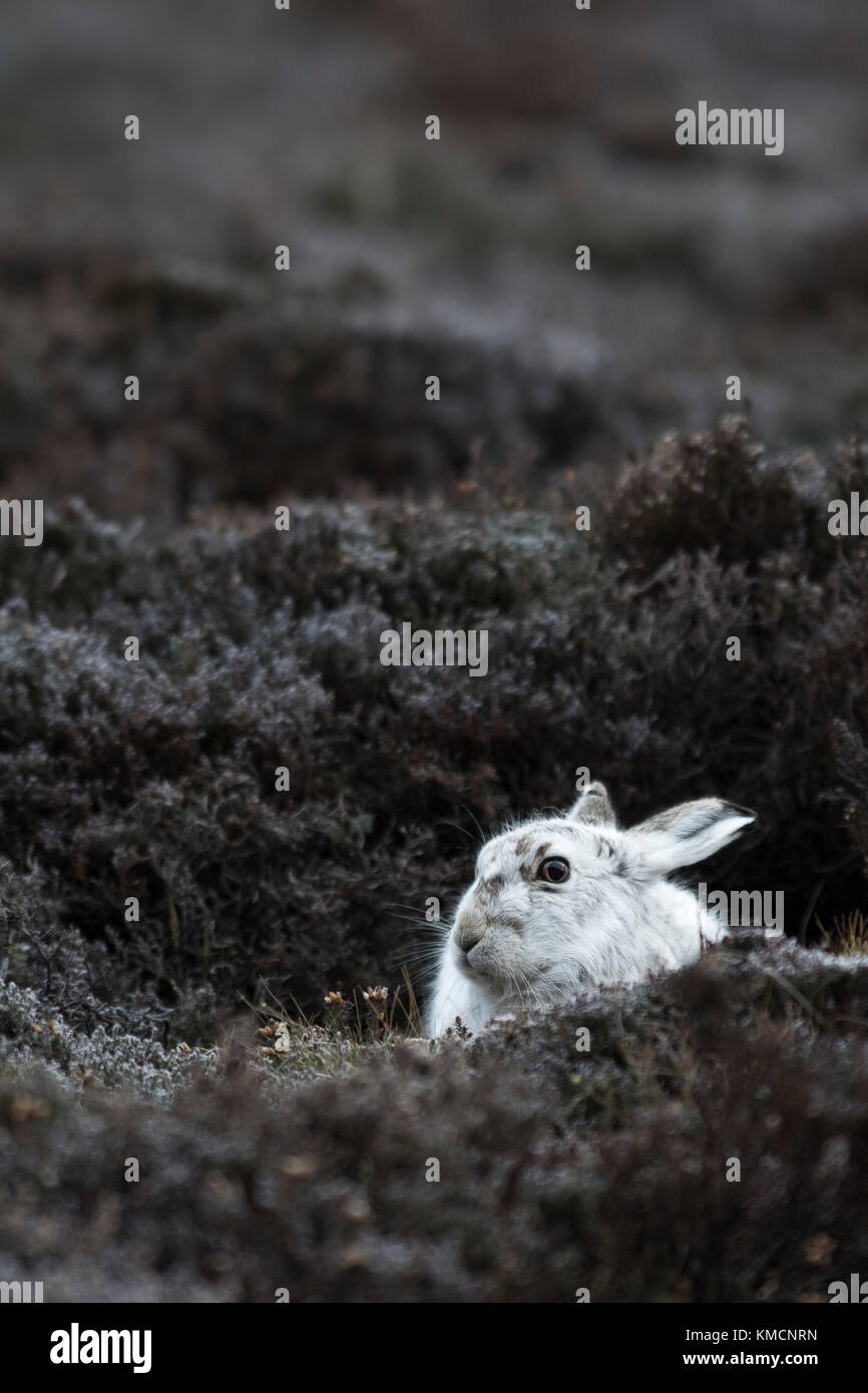 Mountain hare (Lepus timidus) resting - Cairngorms National Park, Scotland, UK Stock Photo