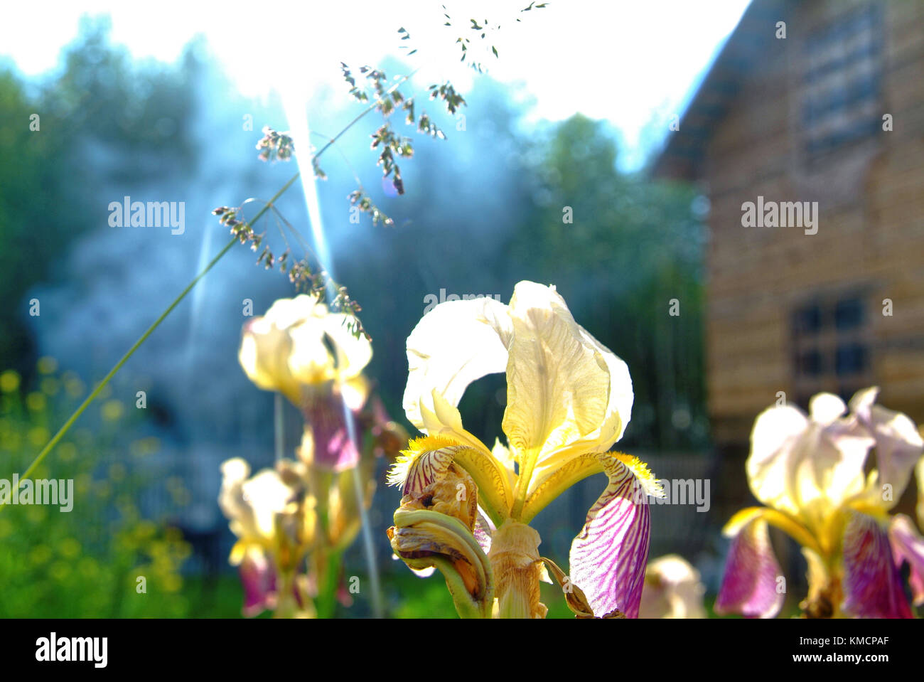 Lily flowers in the garden in the summer evening, Russia Stock Photo