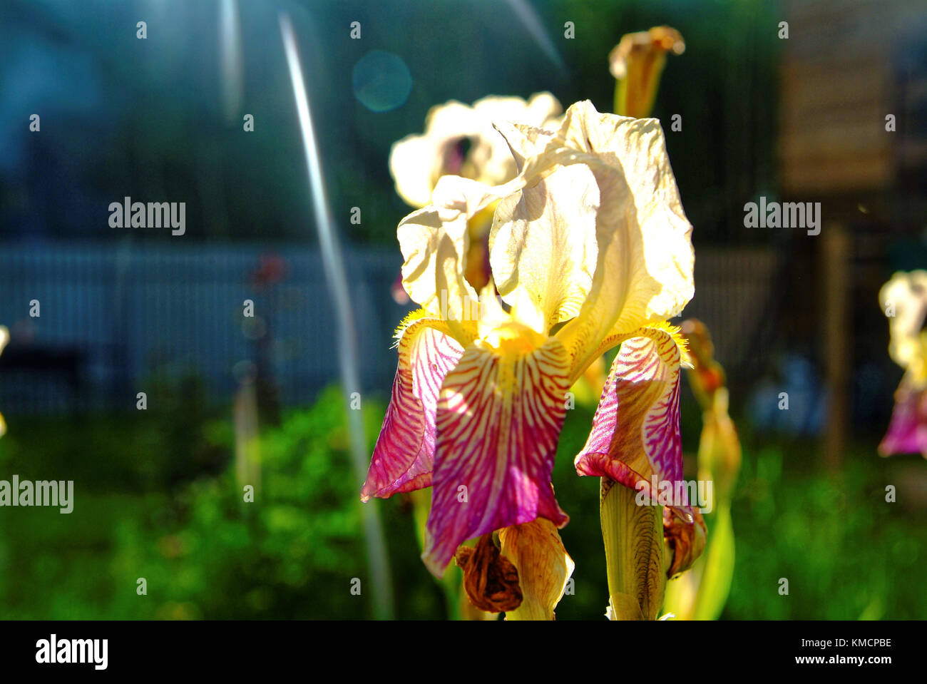 Lily flowers in the garden in the summer evening, Russia Stock Photo