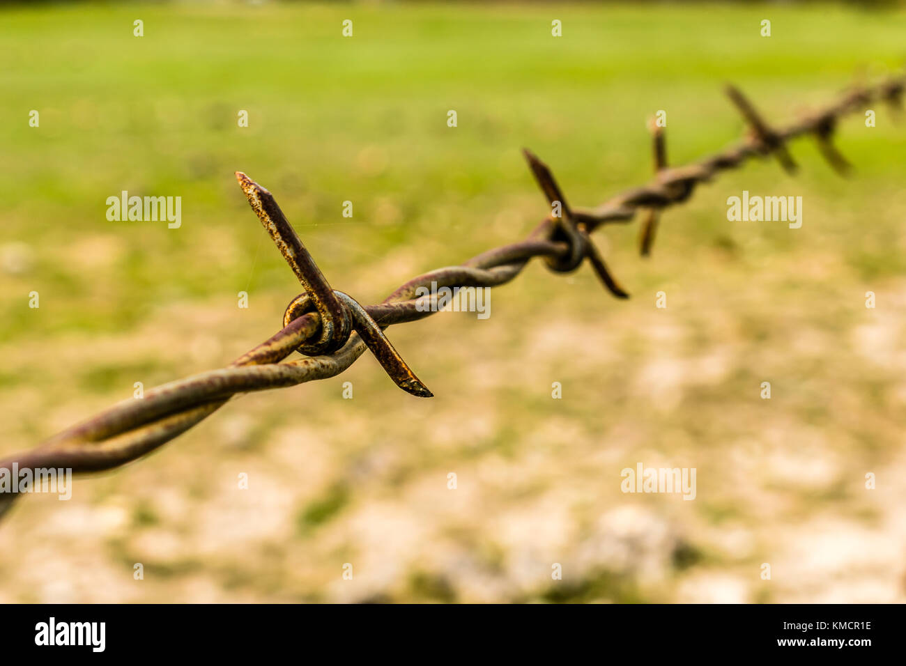 Closeup barbed wire Stock Photo Alamy
