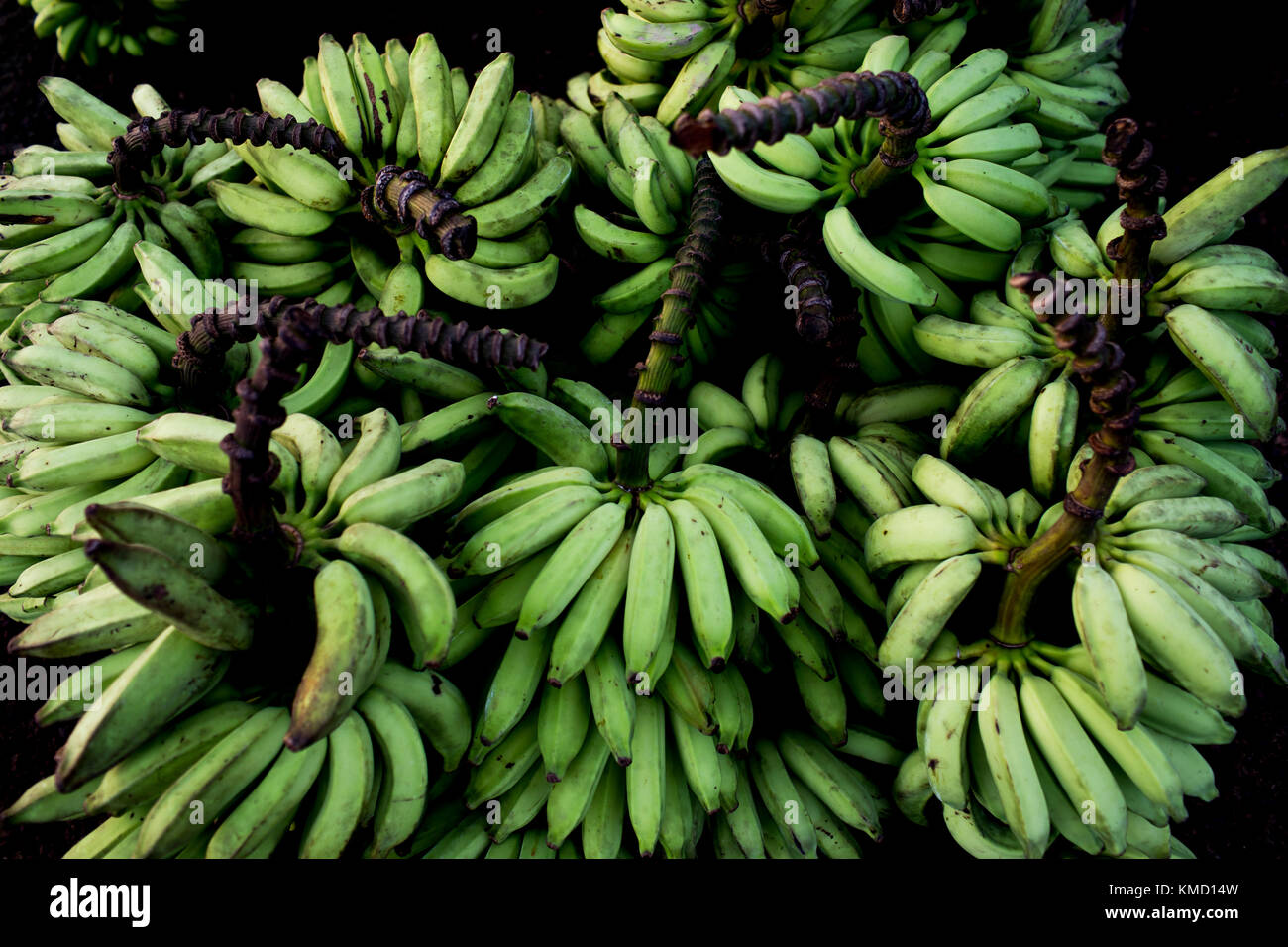 Macapa, Brazil. 17th Nov, 2017. View of banana bundles on sale at the beach in Macapa, Brazil, 17 November 2017. The equator draws through Macapá, but measurements show that it does not touch upon the centre line of the famous 'Equator' Zerao soccer stadium . Credit: Autumn Sonnichsen/dpa/Alamy Live News Stock Photo