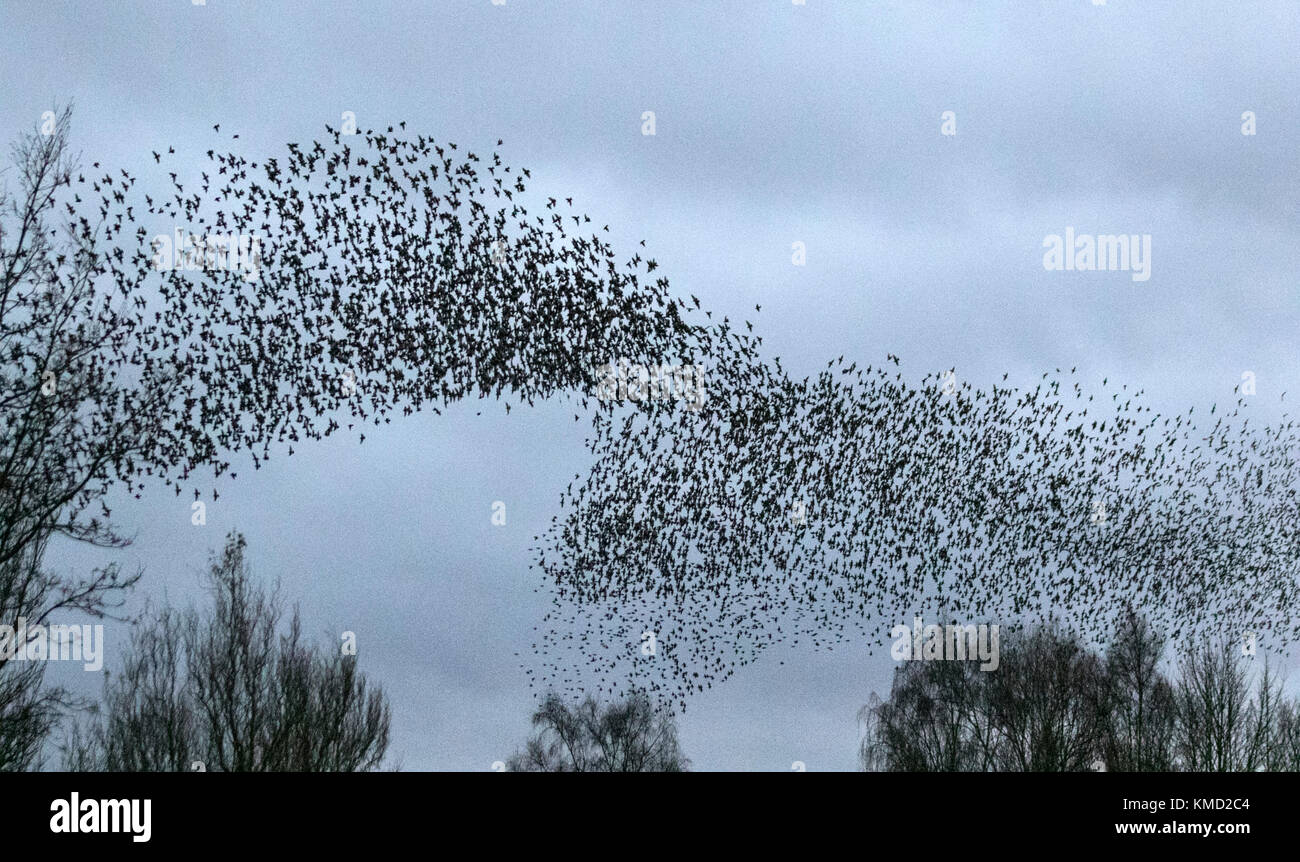Burscough, Lancashire.  UK Weather. 6th December, 2017. Thousands of starling seeking a communal roost in the reed beds at Martin Mere, are harried and pursed by a resident peregrine falcon.  The shapes and swirls form part of an evasive technique to survive and to confound and dazzle the bird of prey. The larger the simulated flocks, the harder it is for the predators to single out and catch an individual bird. Starlings can fly swiftly in coordinated and mesmerising formations as a group action to survive the attack. Credit: MediaWorldImages/AlamyLiveNews. Stock Photo